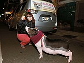 「寵物計程車」　百公斤豬扛上車