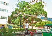 東縣府修剪老樹　挨批太粗暴