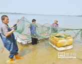 保育慈湖溼地　金管處撈除漁網