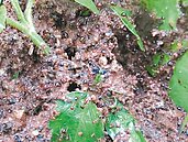 紅火蟻危害　淡水躍第5災區