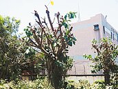 路樹剃光頭挨轟　宜市急喊卡