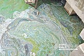 優養化在搞鬼　龍潭大池浮「油畫」