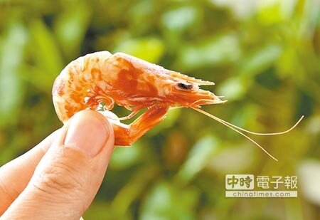 在澎湖,金勾蝦不一定是指乾蝦米,而是一種色暗紅的蝦子,類似台南火燒蝦。(王英豪攝)