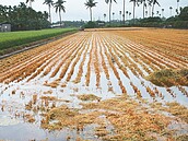 雨炸彈來襲　屏東搶收農作物