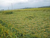 雨打作物…稻農心急　柚農心喜