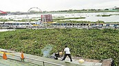 布袋蓮　毀了東港水舞設備