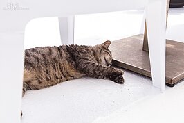 好天氣的中午時分，虎斑貓星人正在椅子下納涼打盹。