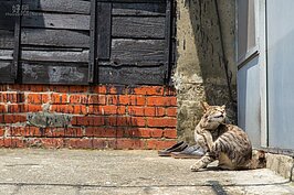 簾洞社區貓還不少，但是比較怕人。愛貓人士在這邊可以欣賞到家貓與野貓的各種樣貌。