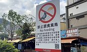 礁溪湯圍溝「鴿屎之亂」遊客餵鴿害慘住戶陽台　宜縣府祭重罰最高6千