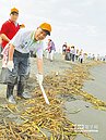 東港淨灘　60噸布袋蓮清不完