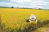和梅雨比快　台南稻農搶收