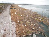 「蓮」綿數公里怎清？　嘉縣府：再研議