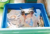 金門蟹培育　孵出4萬多尾