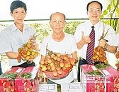 種出早大荔　老農慶豐收