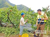 替代役男助採桃　山區老農窩心