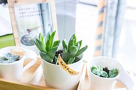 超療癒的伴眠小植栽。