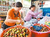 林內當季好「李」　開放揪團採果