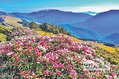 合歡山杜鵑花季　違停將取締
