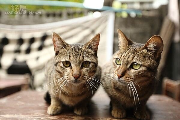 7.兩隻不怕生的店貓,經常和背包客玩在一起。